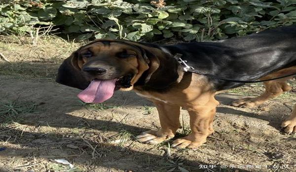 三角洲寻血猎犬如何下载(提供三角洲寻血猎犬的下载链接) 三角洲寻血猎犬如何下载(提供三角洲寻血猎犬的下载链接)